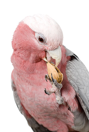 avian vet near me Holistic animal vet near care avian exotic yelp